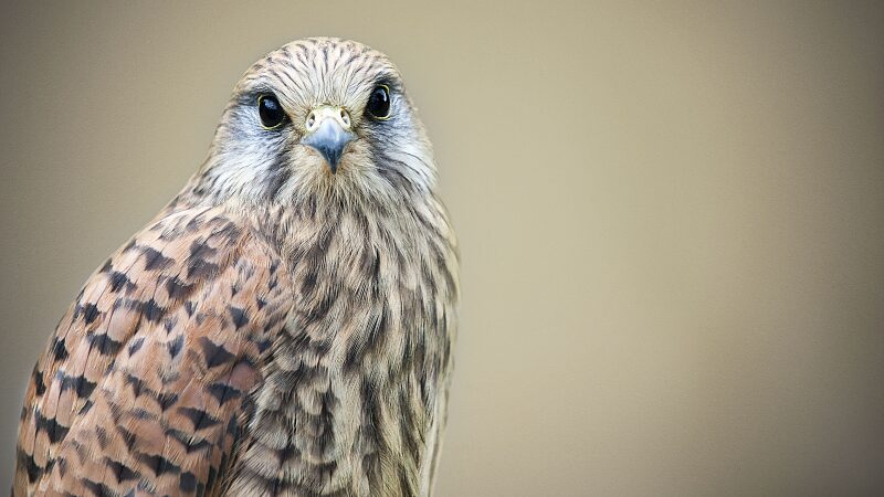 Beijing_s_Feathered_Heroes__How_Raptors_Beat_the_Heat____poster - News for amigos, by amigos Beijing_s_Feathered_Heroes__How_Raptors_Beat_the_Heat___ video poster