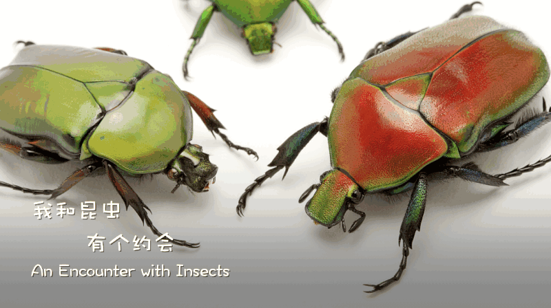 Beijing_s_Insect_Whisperer__One_Man_s_Quest_to_Inspire_Young_Nature_Lovers_poster - News for amigos, by amigos Beijing_s_Insect_Whisperer__One_Man_s_Quest_to_Inspire_Young_Nature_Lovers video poster