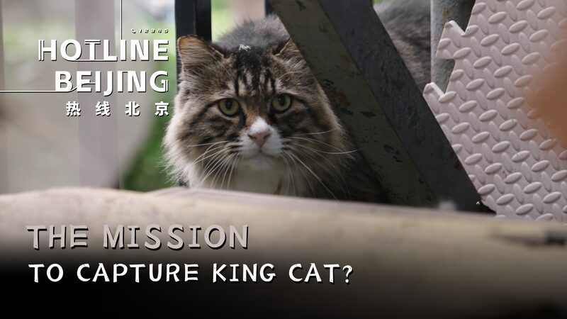 Beijing_s_King_Cat__The_Purr_fect_Mission_to_Catch_Chaoyang_s_Feline_Troublemaker_poster - News for amigos, by amigos Beijing_s_King_Cat__The_Purr_fect_Mission_to_Catch_Chaoyang_s_Feline_Troublemaker video poster