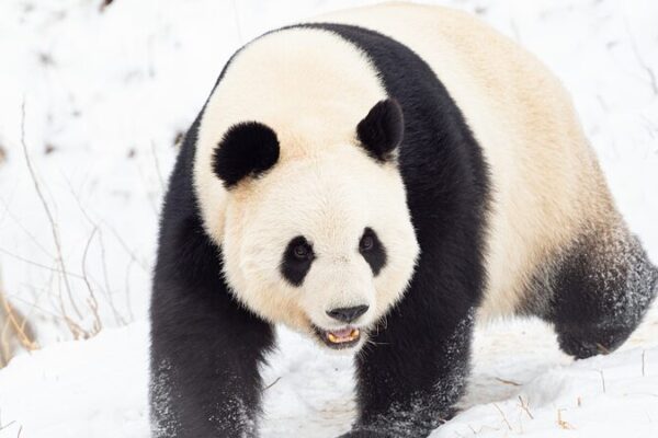 Beijing’s Panda Paradise: 50 Giant Pandas Coming in 2025 🐼 Beijing_s_Panda_Paradise__50_Giant_Pandas_Coming_in_2025__