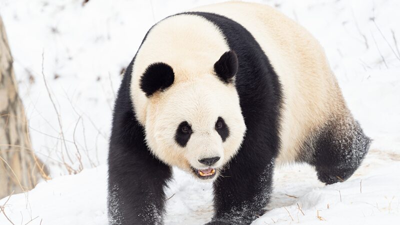 Beijing_s_Panda_Paradise__50_Giant_Pandas_Coming_in_2025__ - News for amigos, by amigos Beijing_s_Panda_Paradise__50_Giant_Pandas_Coming_in_2025__