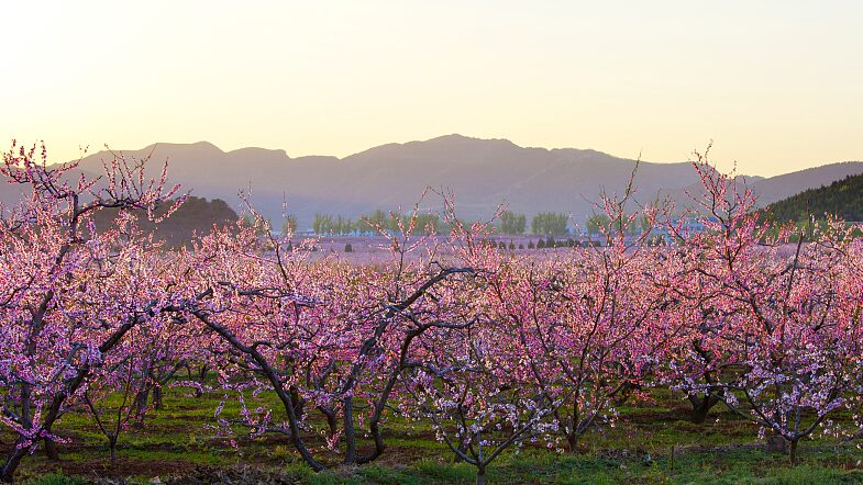 Beijing_s_Pinggu_International_Peach_Blossom_Festival_Blooms_into_Life__ video poster