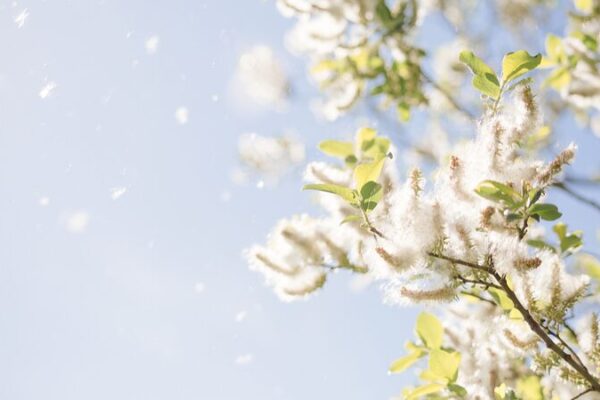 Beijing’s Spring Snow: Flying Catkins Take Over the City 🌼🌬️ Beijing_s_Spring_Snow__Flying_Catkins_Take_Over_the_City____