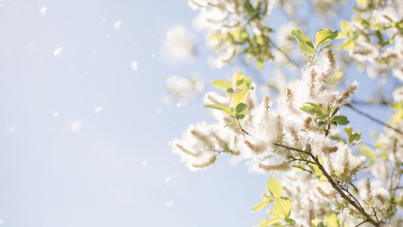 Beijing_s_Spring_Snow__Flying_Catkins_Take_Over_the_City____ - News for amigos, by amigos Beijing_s_Spring_Snow__Flying_Catkins_Take_Over_the_City____