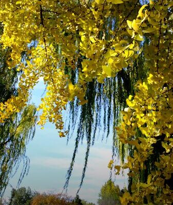 Beijing’s Streets Glow Gold: Ginkgo Trees Illuminate the City 🌟 Beijing_s_Streets_Glow_Gold__Ginkgo_Trees_Illuminate_the_City__ video poster