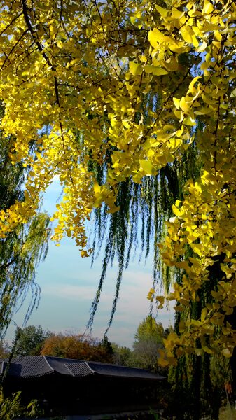 Beijing_s_Streets_Glow_Gold__Ginkgo_Trees_Illuminate_the_City___poster - News for amigos, by amigos Beijing_s_Streets_Glow_Gold__Ginkgo_Trees_Illuminate_the_City__ video poster