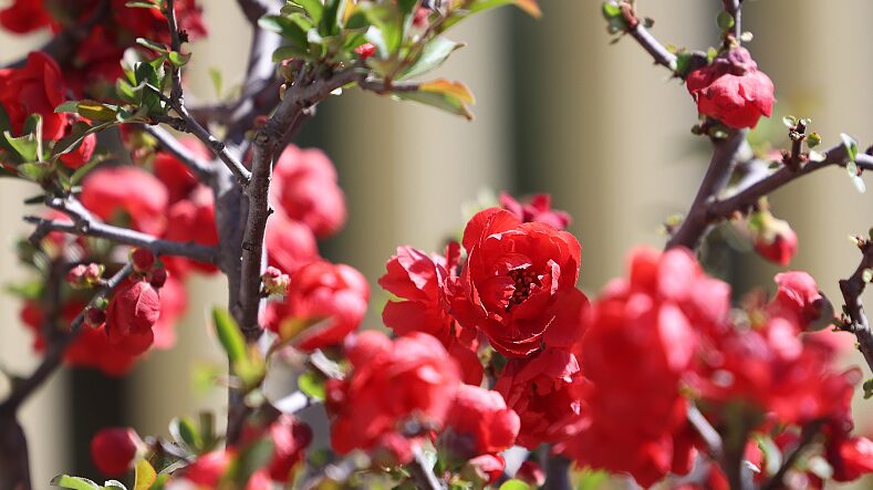 Beijing_s_Taoranting_Park_Blooms_with_Begonias__A_Festival_of_Flowers_and_Culture__ - News for amigos, by amigos Beijing_s_Taoranting_Park_Blooms_with_Begonias__A_Festival_of_Flowers_and_Culture__