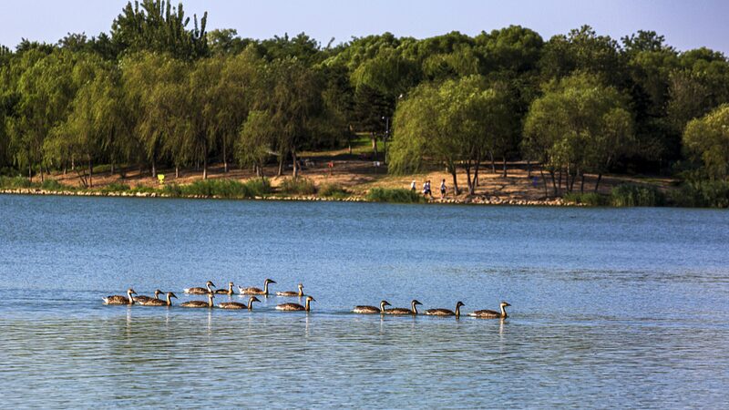 Beijing_s_Wildlife_Boom__4_New_Bird_Species_Take_Flight_in_the_City___ - News for amigos, by amigos Beijing_s_Wildlife_Boom__4_New_Bird_Species_Take_Flight_in_the_City___