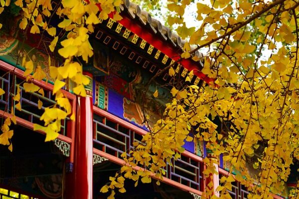 Beijing_s_Zhongshan_Park_Shimmers_in_Golden_Ginkgo_Glory__
