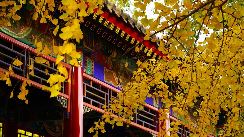 Beijing_s_Zhongshan_Park_Shimmers_in_Golden_Ginkgo_Glory__ - News for amigos, by amigos Beijing_s_Zhongshan_Park_Shimmers_in_Golden_Ginkgo_Glory__