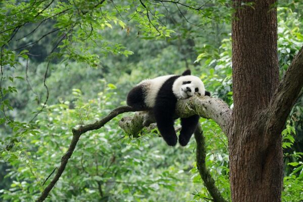 Beijing to Launch Panda Conservation Base in 2025 🐼 Beijing_to_Launch_Panda_Conservation_Base_in_2025__