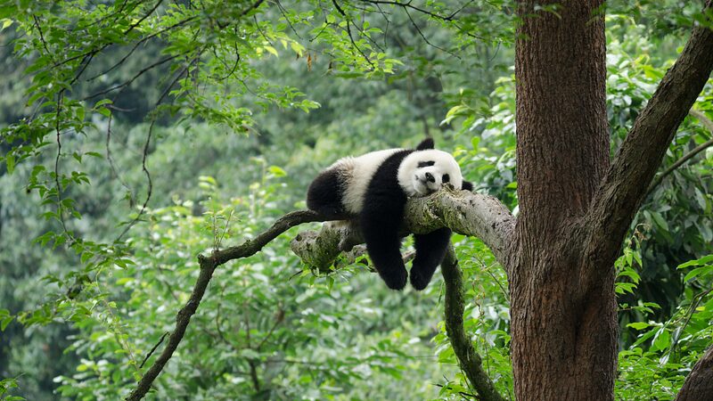 Beijing_to_Launch_Panda_Conservation_Base_in_2025__