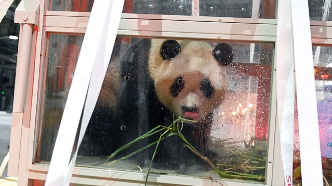 Beloved_Panda_Fu_Bao_Returns_Home_to_Chengdu____ - News for amigos, by amigos Beloved_Panda_Fu_Bao_Returns_Home_to_Chengdu____