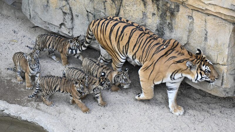 Bengal_Tiger_Quintuplets_Debut_in_Guangzhou_Safari_Park___ - News for amigos, by amigos Bengal_Tiger_Quintuplets_Debut_in_Guangzhou_Safari_Park___