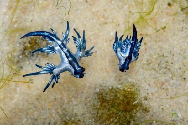 Beware the Blue Dragons: Tiny Sea Slugs Invade Texas Beaches 🌊🐉 Beware_the_Blue_Dragons__Tiny_Sea_Slugs_Invade_Texas_Beaches___