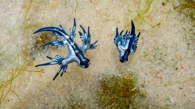 Beware_the_Blue_Dragons__Tiny_Sea_Slugs_Invade_Texas_Beaches___