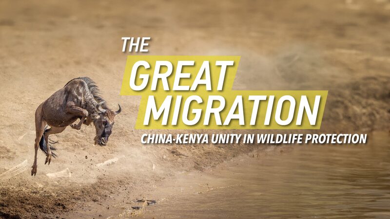Beyond_the_Great_Migration__Unveiling_Africa_s_Hidden_Wonders_poster - News for amigos, by amigos Beyond_the_Great_Migration__Unveiling_Africa_s_Hidden_Wonders video poster