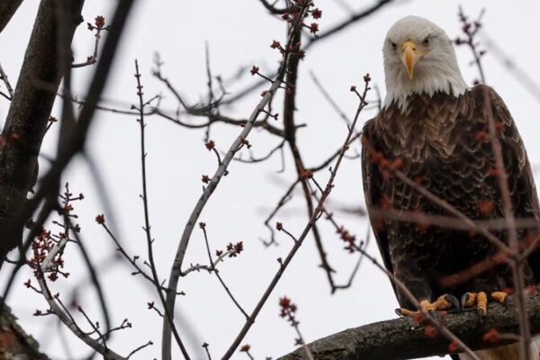 Biden Revives Wildlife Protections Cut by Trump—Nature Strikes Back! 🌎🦋 Biden_Revives_Wildlife_Protections_Cut_by_Trump_Nature_Strikes_Back____
