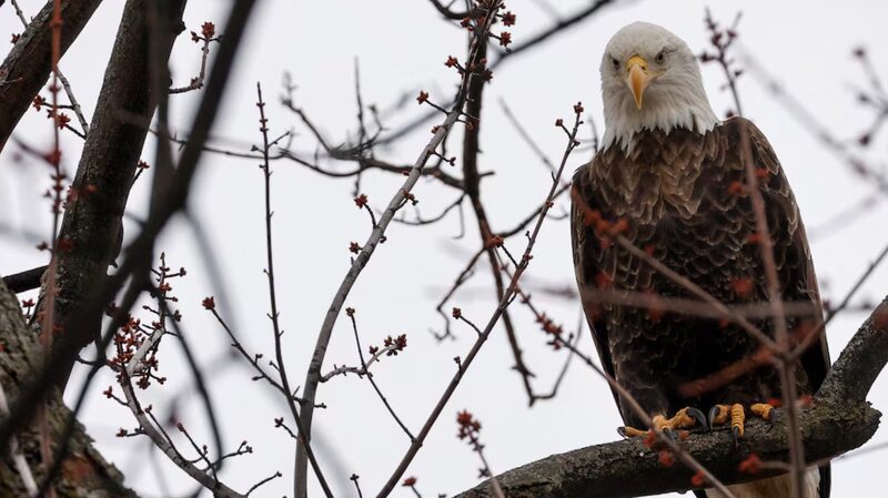 Biden_Revives_Wildlife_Protections_Cut_by_Trump_Nature_Strikes_Back____ - News for amigos, by amigos Biden_Revives_Wildlife_Protections_Cut_by_Trump_Nature_Strikes_Back____