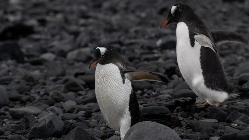 Bird_Flu_Hits_Antarctica__Penguins_at_Risk_as_H5N1_Spreads____ - News for amigos, by amigos Bird_Flu_Hits_Antarctica__Penguins_at_Risk_as_H5N1_Spreads____