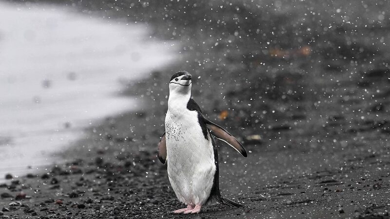 Bird_Flu_Hits_Antarctica_s_Mainland_for_the_First_Time__Threatening_Penguin_Colonies__ - News for amigos, by amigos Bird_Flu_Hits_Antarctica_s_Mainland_for_the_First_Time__Threatening_Penguin_Colonies__