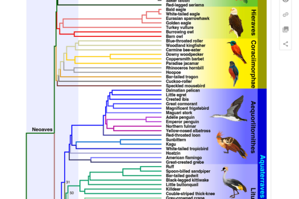 Birds Began to Diversify Before Dinosaurs Disappeared 🦖➡️🐦 Birds_Began_to_Diversify_Before_Dinosaurs_Disappeared_____