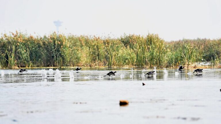 Birds Flock to Baiyangdian Lake: 276 Species Now Call Chinese Mainland Wetland Home Birds_Flock_to_Baiyangdian_Lake__276_Species_Now_Call_Chinese_Mainland_Wetland_Home