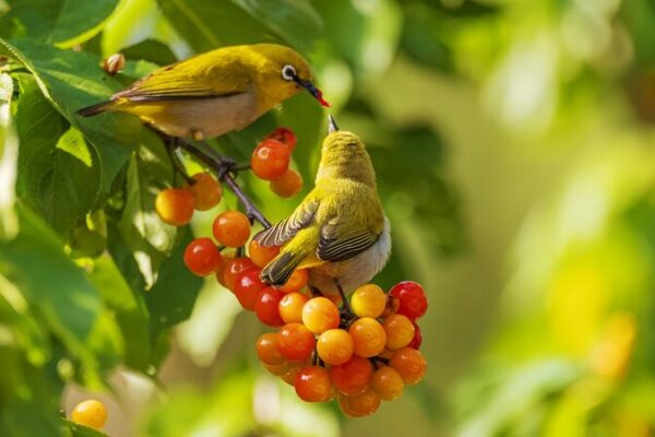 Birds Go Wild Over Cherries in Yunnan’s Yuping Park 🍒🐦 Birds_Go_Wild_Over_Cherries_in_Yunnan_s_Yuping_Park___