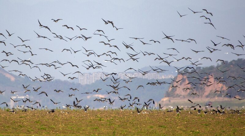 Birds__Paradise__Poyang_Lake_Welcomes_Back_Its_Feathered_Friends___ - News for amigos, by amigos Birds__Paradise__Poyang_Lake_Welcomes_Back_Its_Feathered_Friends___