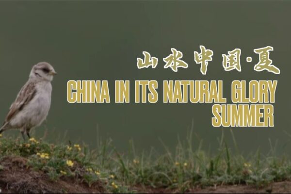 Birds and Pikas: A Unique Friendship on the Qinghai-Tibet Plateau 🐦🐰 Birds_and_Pikas__A_Unique_Friendship_on_the_Qinghai_Tibet_Plateau___ video poster