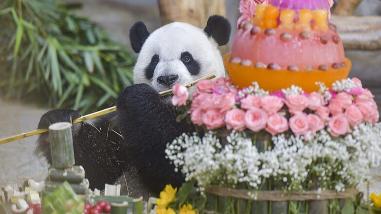 Birthday_Bash__Panda_Duo_Gonggong_and_Shunshun_Celebrate_with_Hainan_Visitors___ - News for amigos, by amigos Birthday_Bash__Panda_Duo_Gonggong_and_Shunshun_Celebrate_with_Hainan_Visitors___