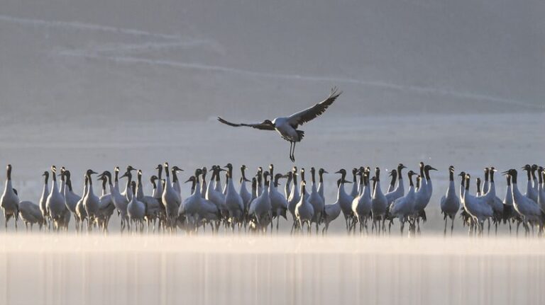 Black_Necked_Cranes_Dance_Across_Lhasa_s_Winter_Plateau