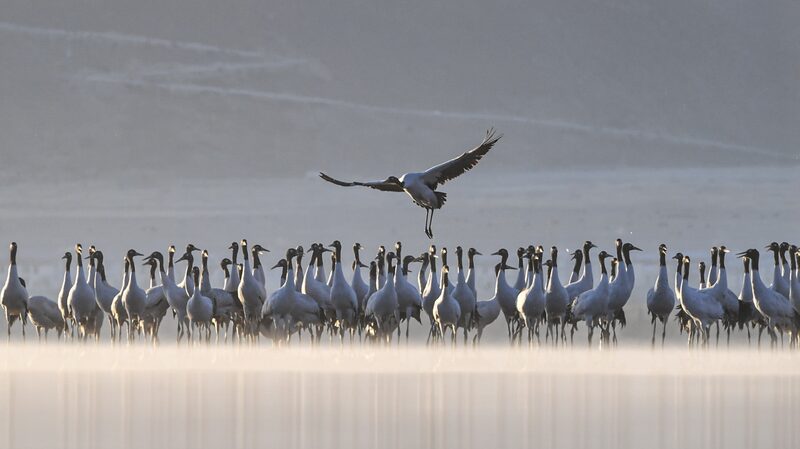 Black_Necked_Cranes_Dance_Across_Lhasa_s_Winter_Plateau - News for amigos, by amigos Black_Necked_Cranes_Dance_Across_Lhasa_s_Winter_Plateau