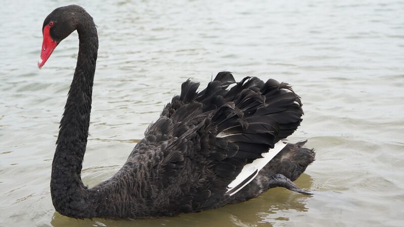 Black_Swans_Glide_in_Serenity_at_the_Edge_of_Xinjiang_s_Taklamakan_Desert