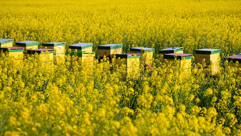 Bloom_Alert____Rapeseed_Flowers_Paint_Ningbo_s_Fields_Golden_poster - News for amigos, by amigos Bloom_Alert____Rapeseed_Flowers_Paint_Ningbo_s_Fields_Golden video poster