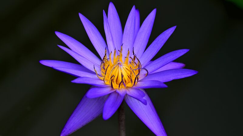 Blooming_Beauties_Illuminate_Zhejiang_s_Summer__ - News for amigos, by amigos Blooming_Beauties_Illuminate_Zhejiang_s_Summer__