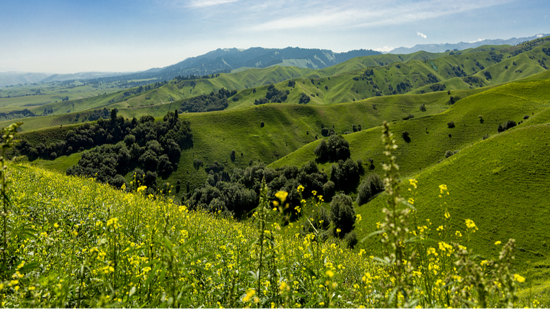 Blooming_Beauties__Nalati_Grassland_in_Xinjiang_Bursts_into_Mountain_Flower_Season__ - News for amigos, by amigos Blooming_Beauties__Nalati_Grassland_in_Xinjiang_Bursts_into_Mountain_Flower_Season__