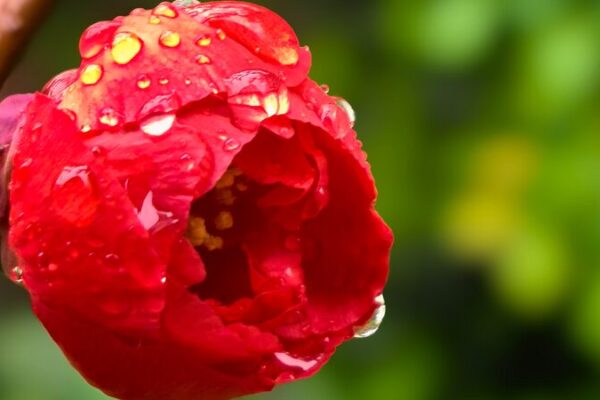 Blooming Beauty: Beijing’s Blossoms Shine After Spring Rain 🌸☔ Blooming_Beauty__Beijing_s_Blossoms_Shine_After_Spring_Rain___