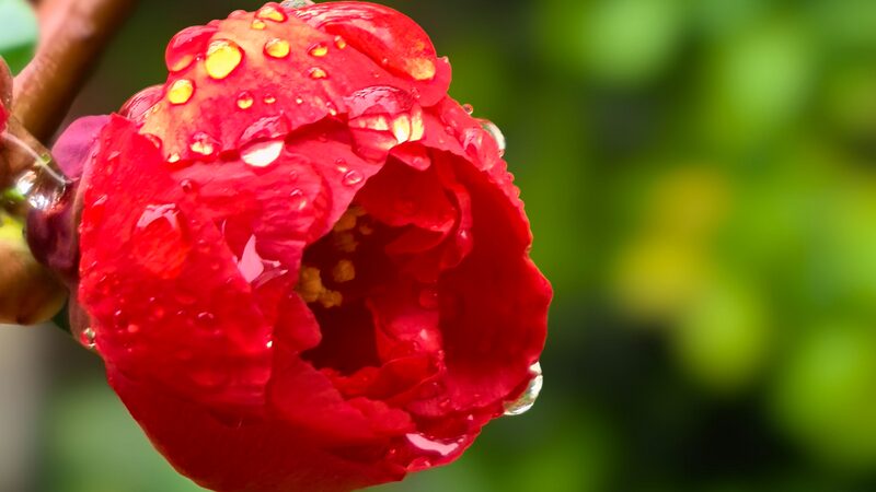 Blooming_Beauty__Beijing_s_Blossoms_Shine_After_Spring_Rain___ - News for amigos, by amigos Blooming_Beauty__Beijing_s_Blossoms_Shine_After_Spring_Rain___