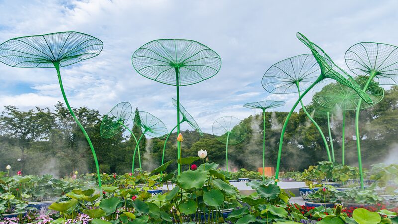 Blooming_Bliss__Wuxi_s_Lotus_Wonderland_Unveiled_at_38th_National_Exhibition