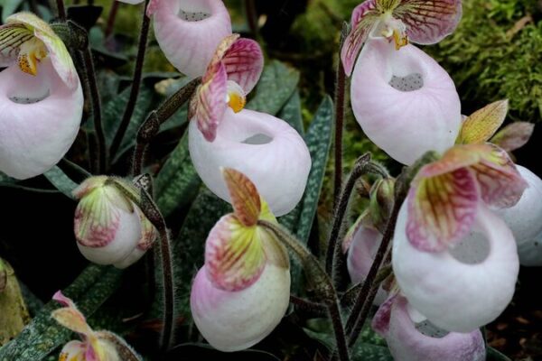 Blooming Dendrobiums Dazzle at Kunming’s First Orchid Exhibition 🌸 Blooming_Dendrobiums_Dazzle_at_Kunming_s_First_Orchid_Exhibition__