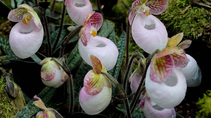 Blooming_Dendrobiums_Dazzle_at_Kunming_s_First_Orchid_Exhibition__