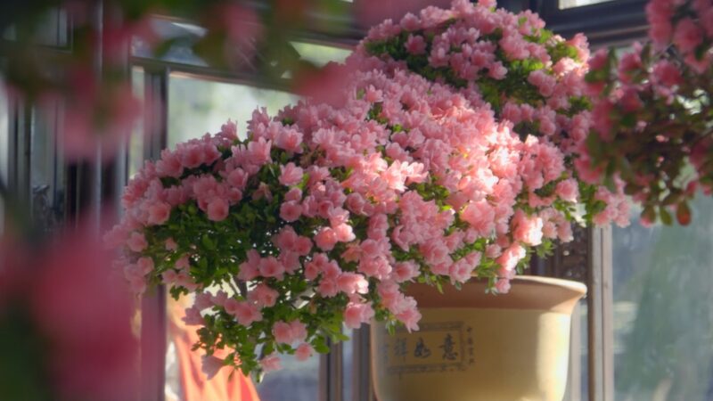 Blooming_Dreams____The_Young_Bonsai_Artist_Guarding_Suzhou_s_Ancient_Garden video poster