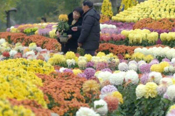 Blooming Memories: Kaifeng’s Chrysanthemum Magic Through Zhang Yufa’s Lens Blooming_Memories__Kaifeng_s_Chrysanthemum_Magic_Through_Zhang_Yufa_s_Lens video poster