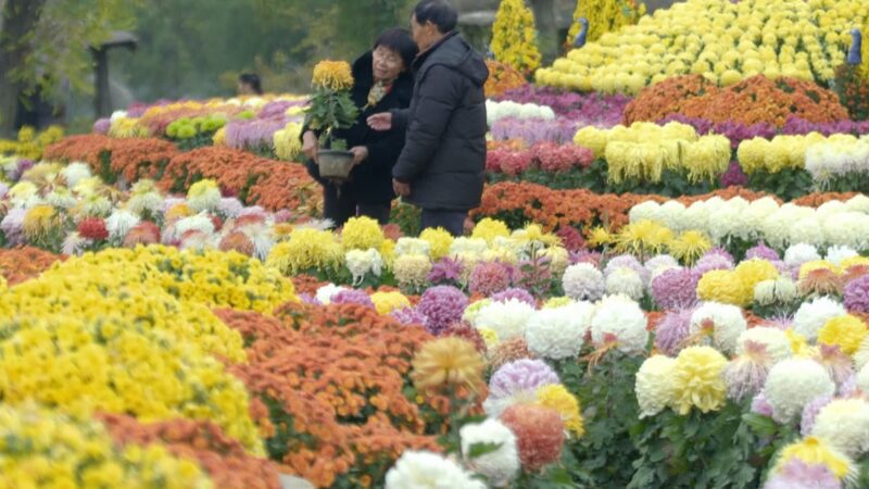 Blooming_Memories__Kaifeng_s_Chrysanthemum_Magic_Through_Zhang_Yufa_s_Lens_poster - News for amigos, by amigos Blooming_Memories__Kaifeng_s_Chrysanthemum_Magic_Through_Zhang_Yufa_s_Lens video poster