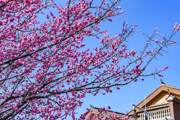 Blooming Plums Turn Guizhou’s Shuixi Ancient Town into a Spring Wonderland 🌸 Blooming_Plums_Turn_Guizhou_s_Shuixi_Ancient_Town_into_a_Spring_Wonderland__