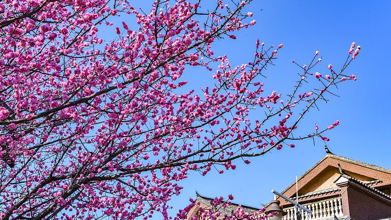 Blooming_Plums_Turn_Guizhou_s_Shuixi_Ancient_Town_into_a_Spring_Wonderland__ - News for amigos, by amigos Blooming_Plums_Turn_Guizhou_s_Shuixi_Ancient_Town_into_a_Spring_Wonderland__