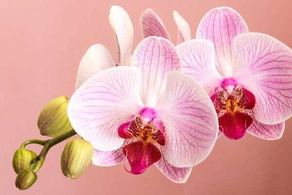 Blooming Sales: China’s Flower Markets Thrive Ahead of 2024 Spring Festival 🌸 Blooming_Sales__China_s_Flower_Markets_Thrive_Ahead_of_2024_Spring_Festival__