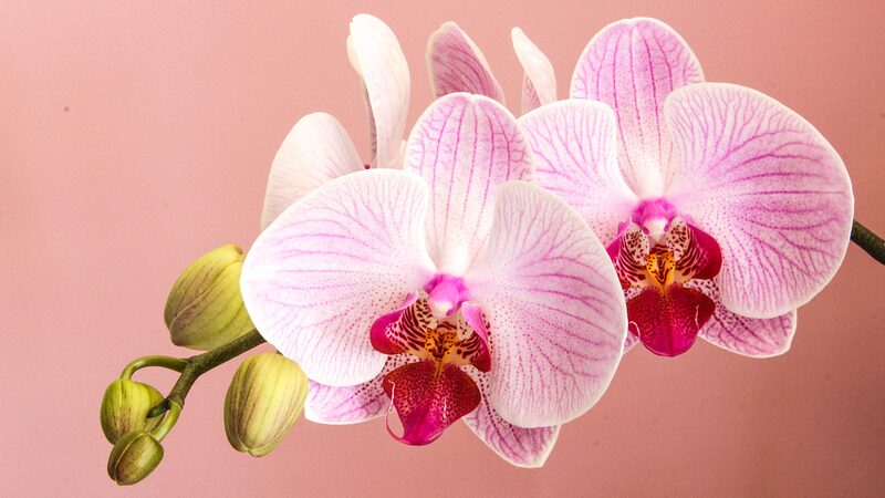 Blooming_Sales__China_s_Flower_Markets_Thrive_Ahead_of_2024_Spring_Festival__ - News for amigos, by amigos Blooming_Sales__China_s_Flower_Markets_Thrive_Ahead_of_2024_Spring_Festival__