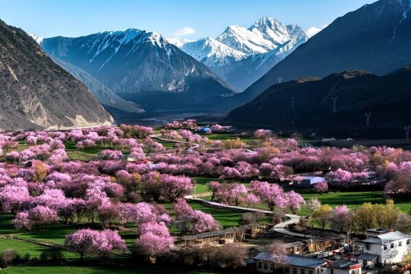 Blooming Wonders: Xizang’s Gala Village Springs into Tourism Boom 🌸 Blooming_Wonders__Xizang_s_Gala_Village_Springs_into_Tourism_Boom__ video poster